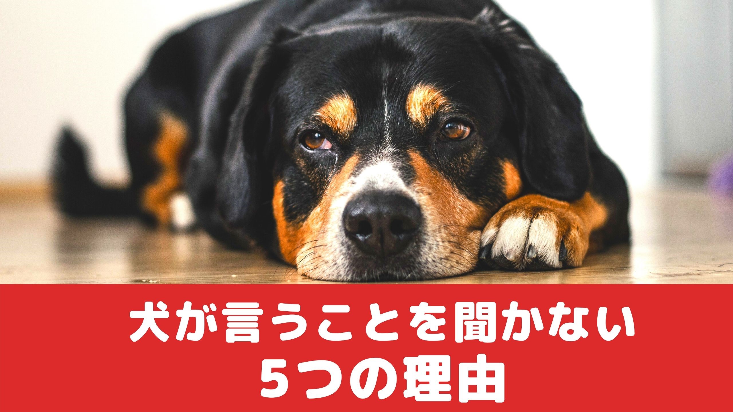 犬が飼い主さんの言うことを聞かない5つの理由 動物看護師が解説 愛犬との旅行ならイヌトミィ