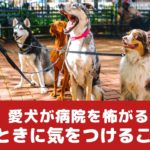 苦手になる前に！愛犬を動物病院に連れて行くときに気をつけるポイント【動物看護師が解説】