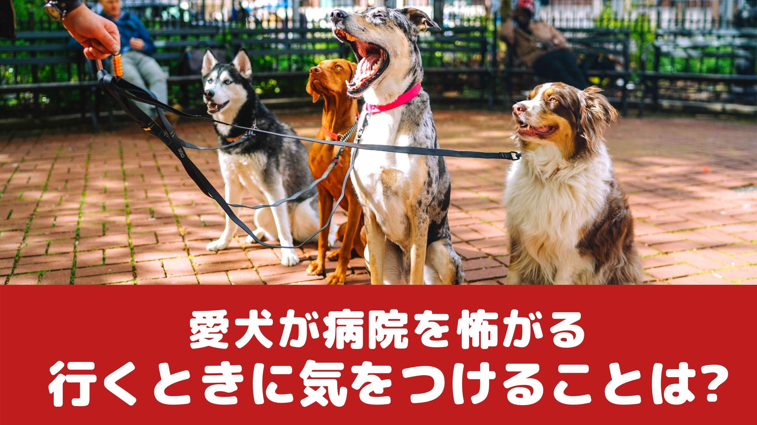 苦手になる前に 愛犬を動物病院に連れて行くときに気をつけるポイント 動物看護師が解説 愛犬との旅行ならイヌトミィ