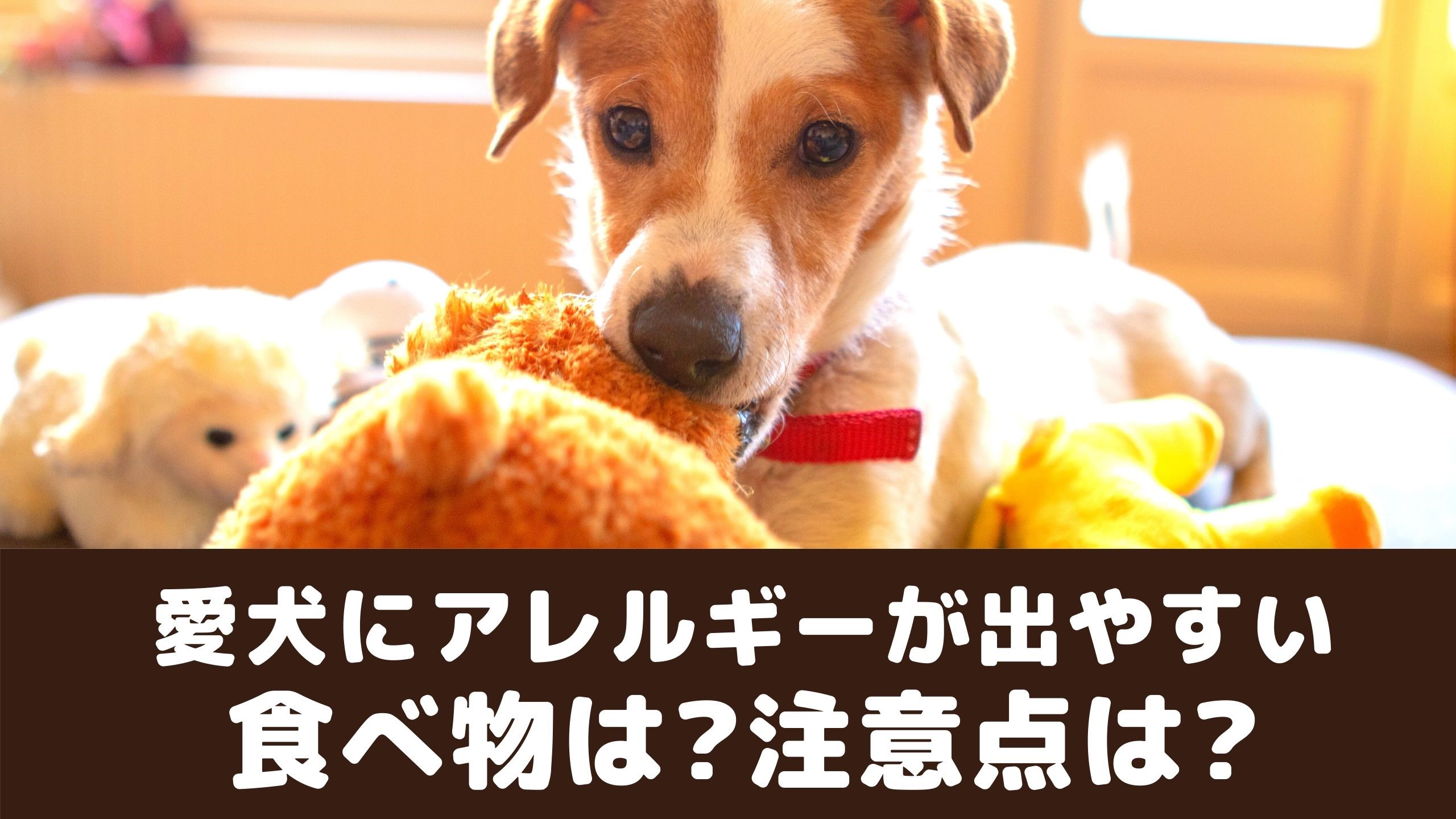 犬にアレルギーが出やすい食べ物ってなに 症状や予防について 動物看護師が解説 愛犬との旅行ならイヌトミィ