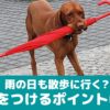 雨の日も愛犬の散歩に行く飼い主さんは6割！気を付けるポイントは？【動物看護師が解説】