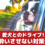 愛犬と一緒にドライブ！車酔いさせないための対策は？【動物看護師が解説】