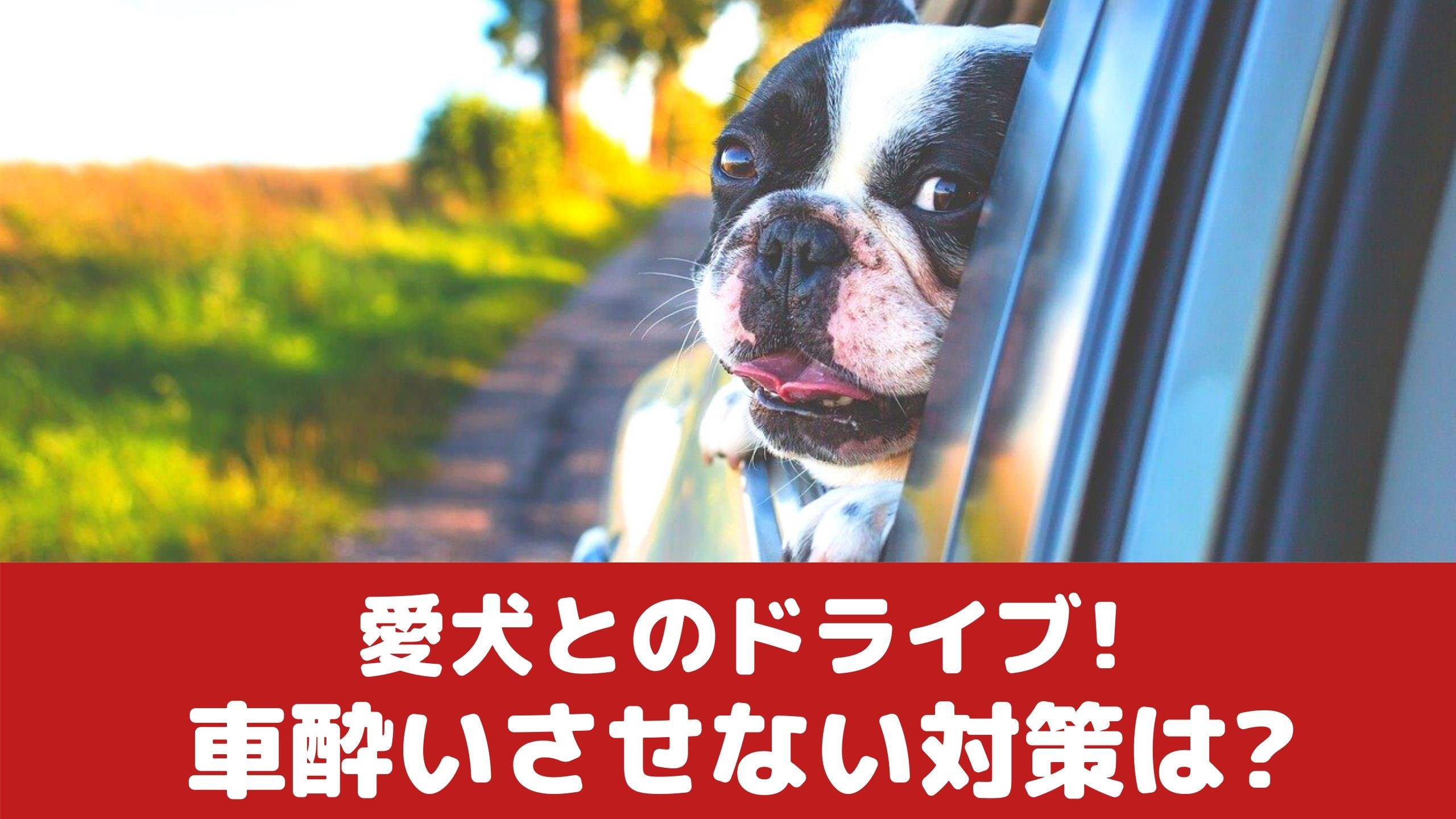 犬 車 酔い