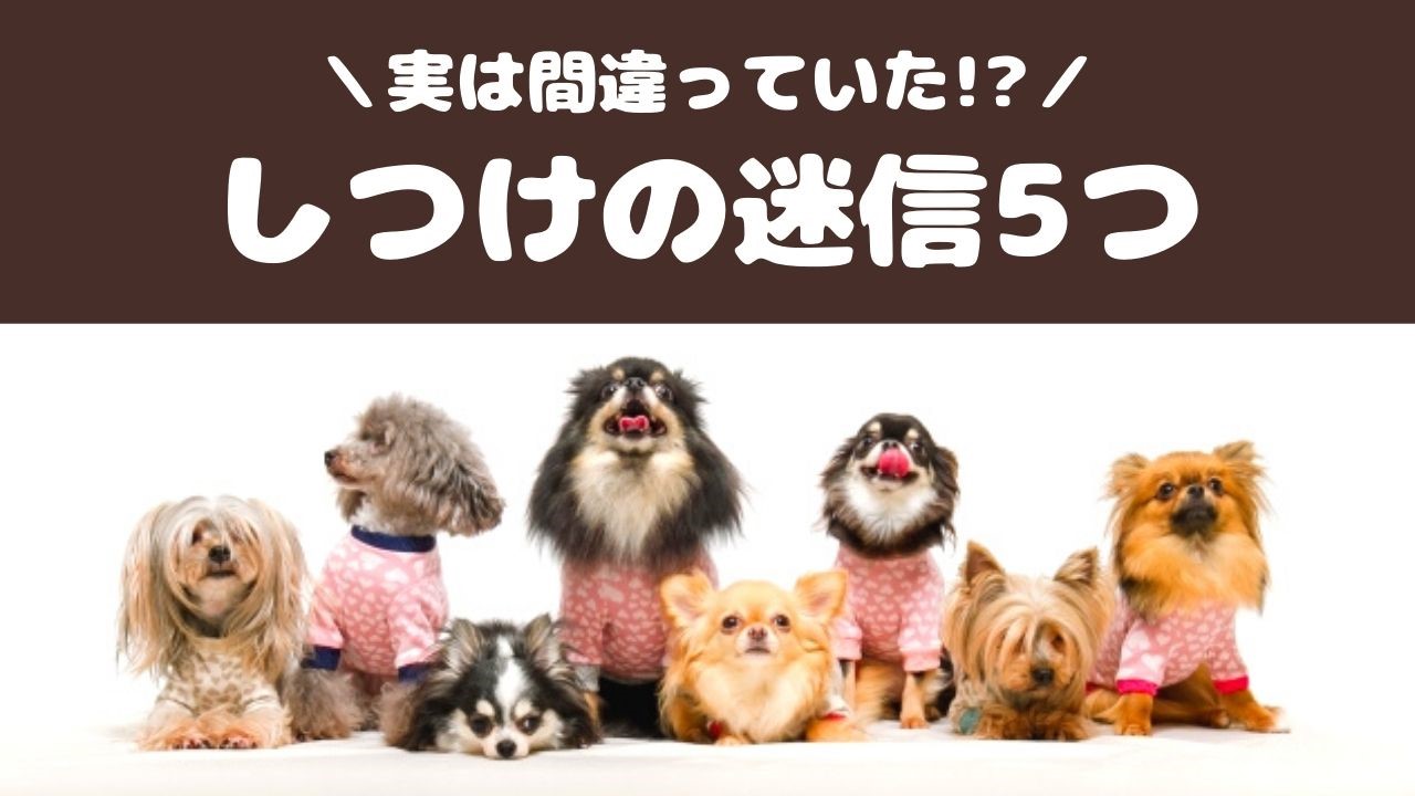 実は迷信だった 犬のしつけにまつわる5つのこと 動物看護師が解説 愛犬との旅行ならイヌトミィ