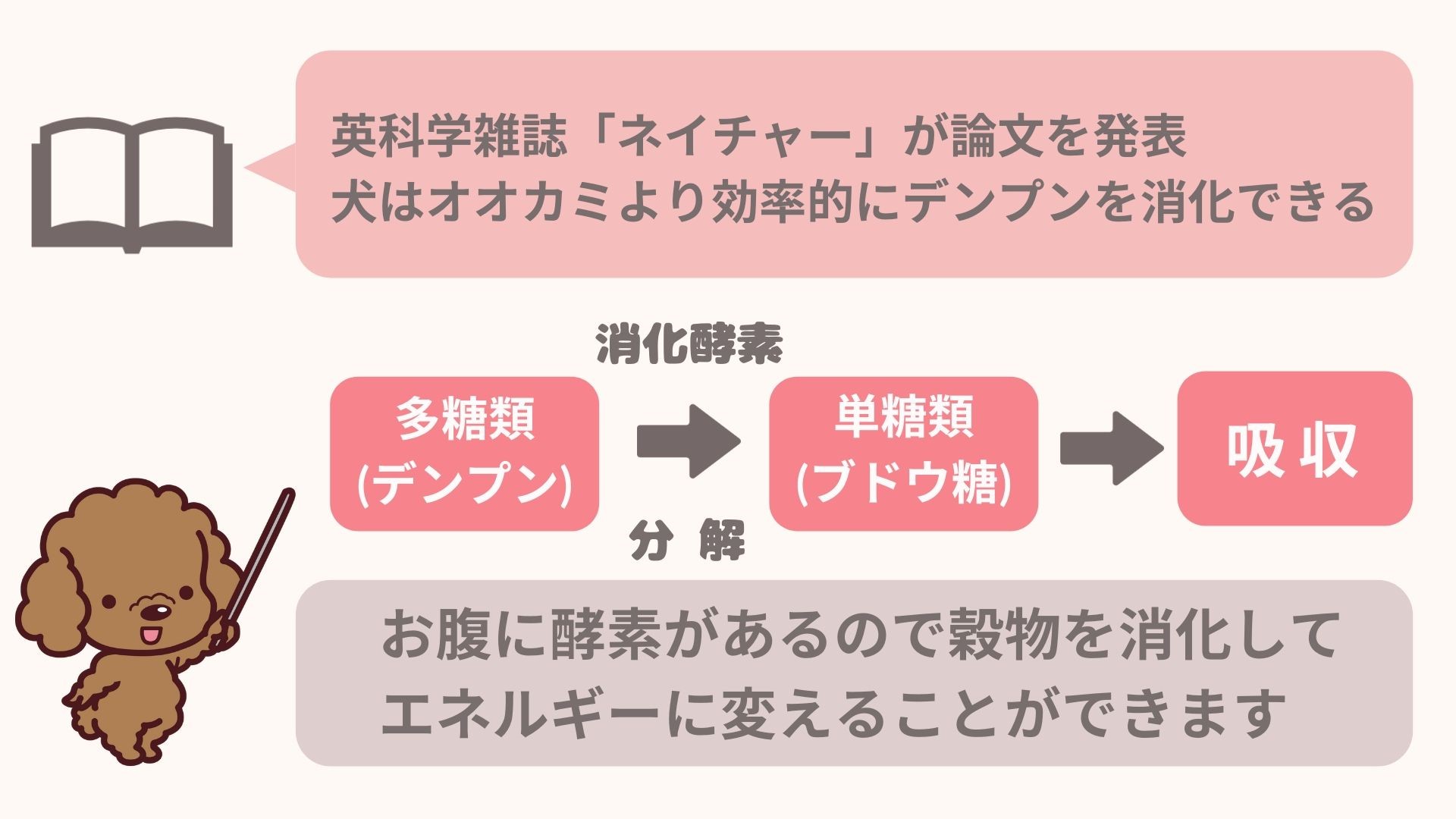 看護 消化酵素 覚え方