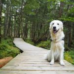 夏に暑さから逃れて愛犬と天空の世界へ！②白樺高原＆御泉水自然園＜長野県北佐久郡＞