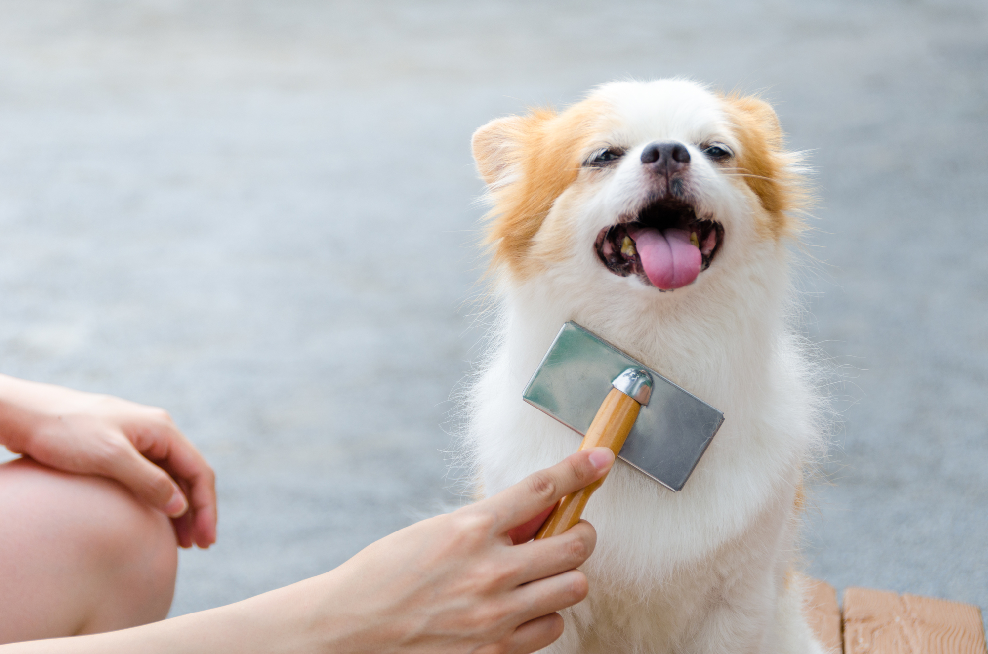 トリマーが教える 自宅で簡単 毛玉にならない犬のブラッシン方法 愛犬との旅行ならイヌトミィ