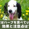 犬はハーブを食べていいの？嬉しい効果と注意点は？【動物看護師が解説】