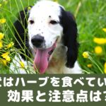 犬はハーブを食べていいの？嬉しい効果と注意点は？【動物看護師が解説】