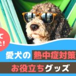 夏のお出かけを快適に！愛犬の熱中症対策とお役立ちグッズ【動物看護師が解説】