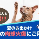 夏のお出かけ！愛犬の肉球火傷にご用心！【動物看護師が解説】