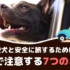 愛犬と安全にドライブするために！車で注意する7つのこと【動物看護師が解説】