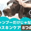 シャンプーだけじゃない！愛犬のスキンケア8つの方法【動物看護師が解説】