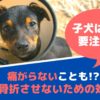 子犬に多い骨折！愛犬に辛い闘病生活をさせないために気をつけること【動物看護師が解説】