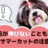 夏の定番☆愛犬のサマーカットには注意が必要？