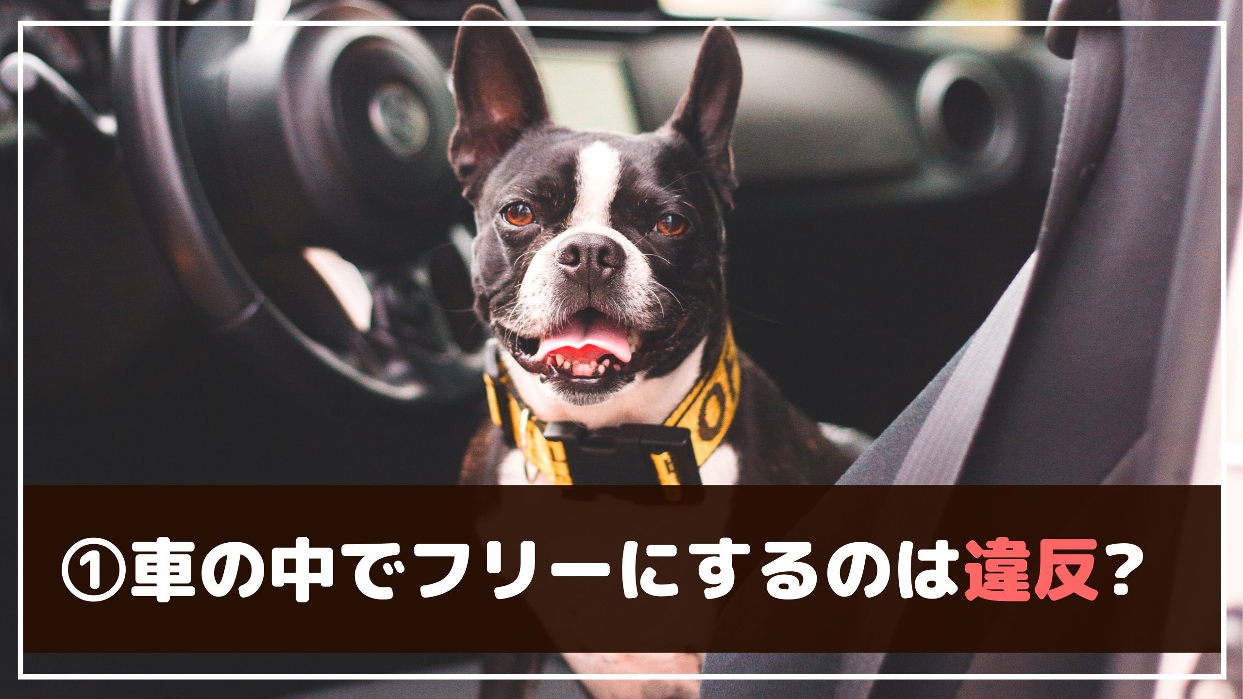 愛犬と安全にドライブするために 車で注意する7つのこと 動物看護師が解説 愛犬との旅行ならイヌトミィ