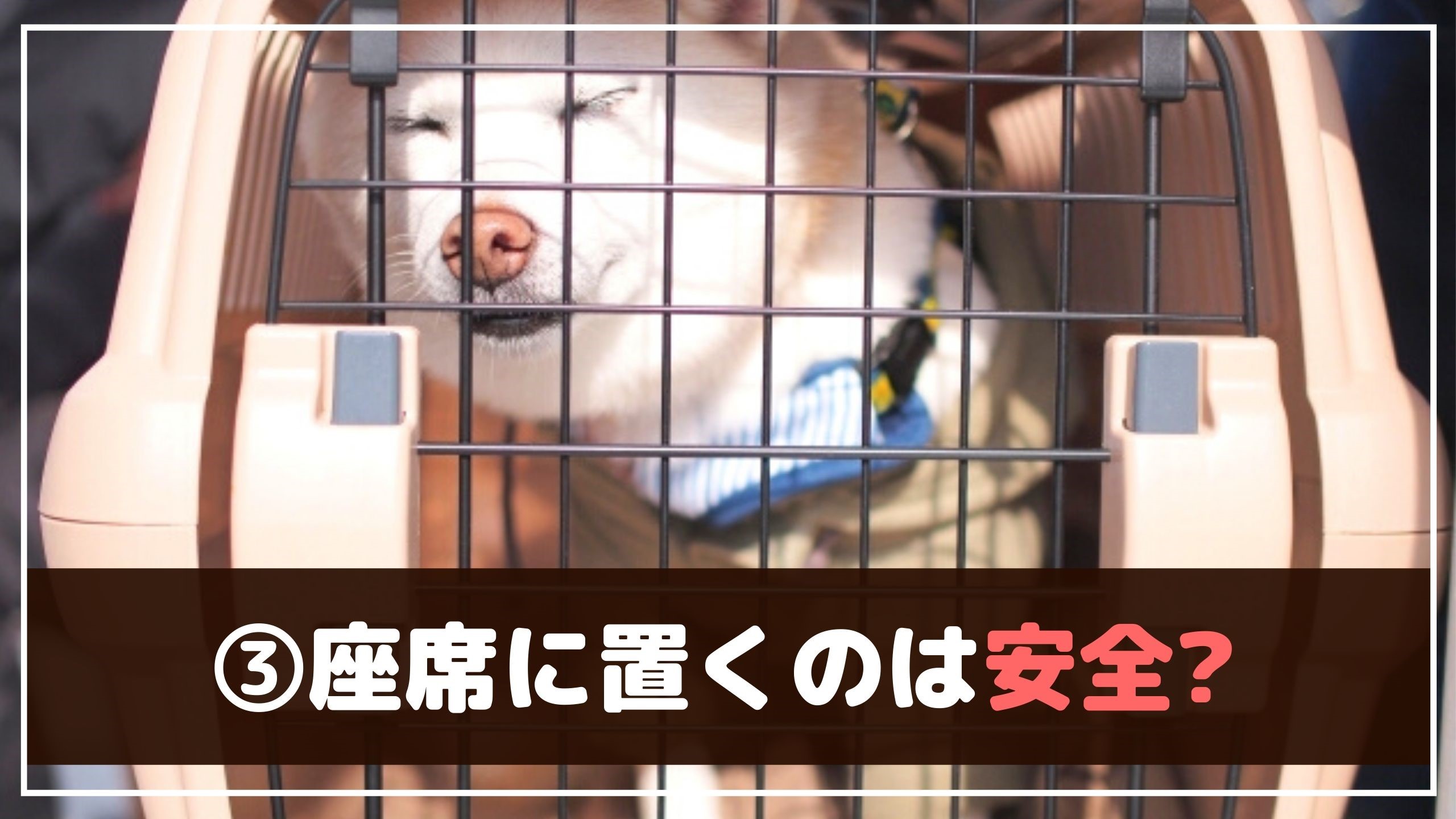 愛犬と安全にドライブするために 車で注意する7つのこと 動物看護師が解説 愛犬との旅行ならイヌトミィ