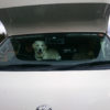 愛犬と一緒に車中泊旅行！楽しみ方と守るべきマナーとは？