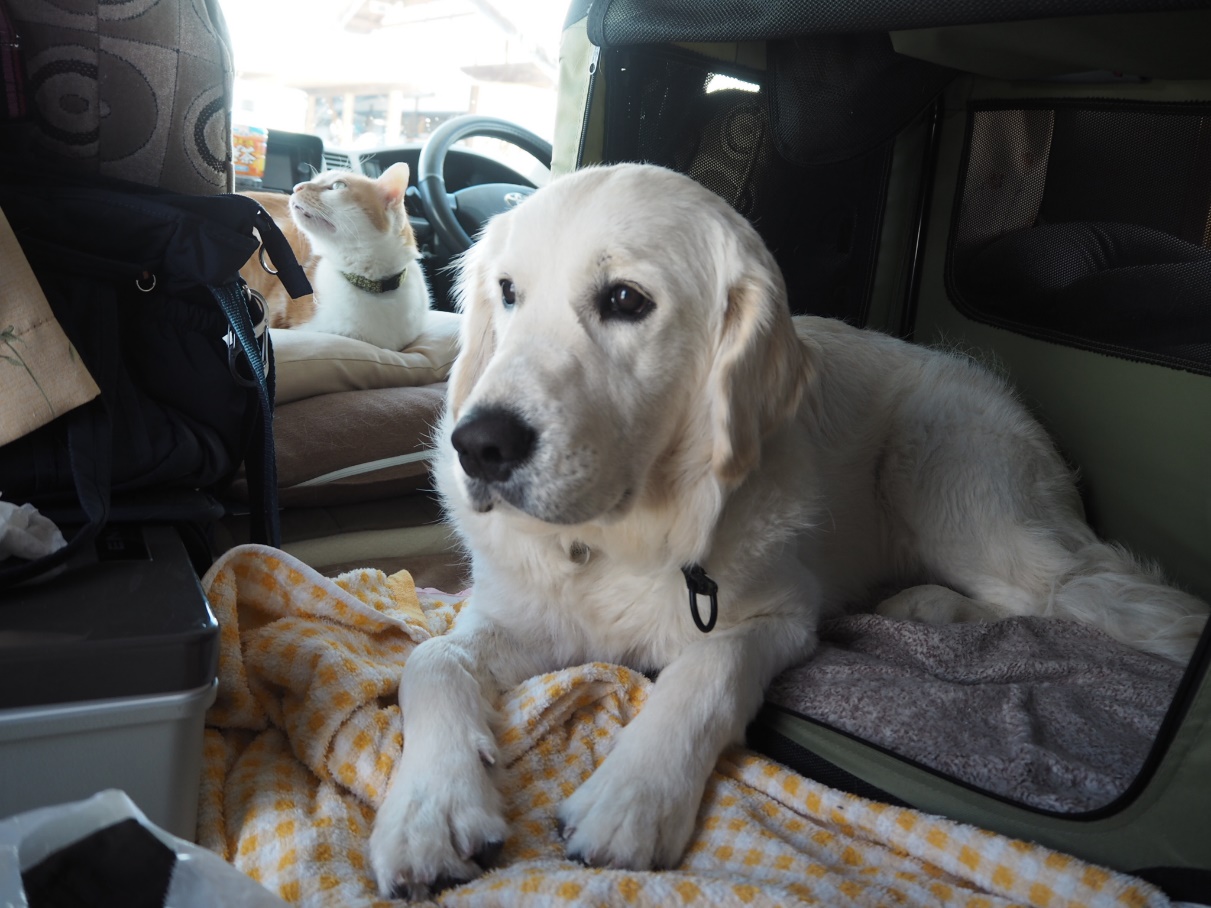 愛犬と一緒に練習しておこう 災害時避難場所としての車中泊 愛犬との旅行ならイヌトミィ
