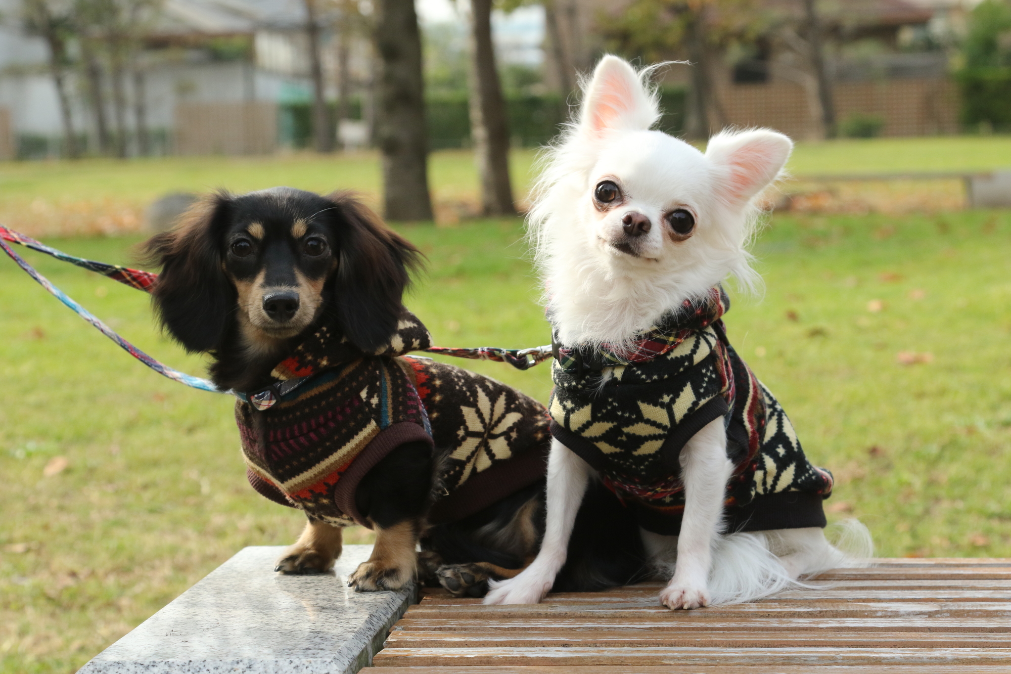 夏は愛犬を短くカットする サマーカットのメリット デメリット トリマーが解説 愛犬との旅行ならイヌトミィ