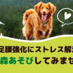 愛犬と森あそびしてみませんか？足腰強化やストレス解消に効果的！【動物看護師オススメ】