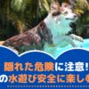 隠れた危険に注意！夏は愛犬と水遊びを安全に楽しもう！【動物看護師が解説】