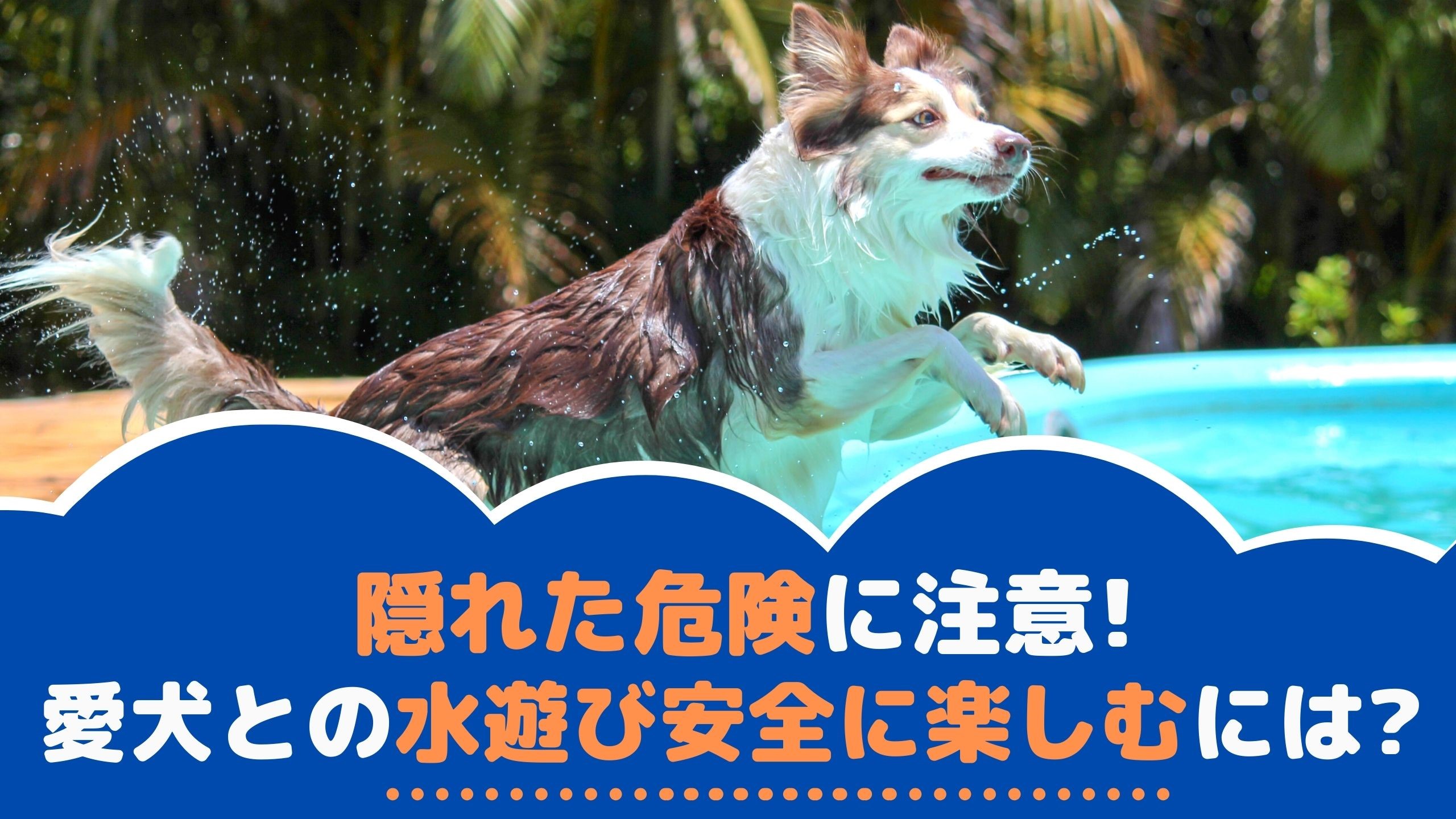 隠れた危険に注意 夏は愛犬と水遊びを安全に楽しもう 動物看護師が解説 愛犬との旅行ならイヌトミィ