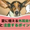 夏に増える犬の外耳炎！原因と注意するポイントは？【動物看護師が解説】