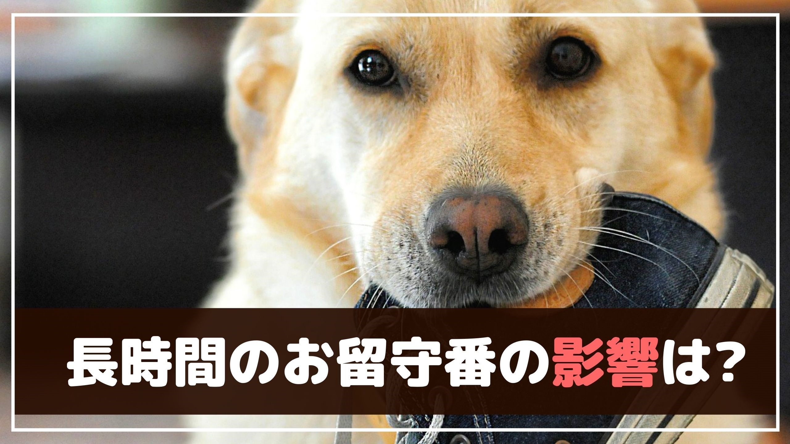 何時間が限界？長時間のお留守番、愛犬への影響と対策は？【動物看護師が解説】 愛犬との旅行ならイヌトミィ