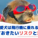 愛犬も一緒に飛行機に乗れる？知っておきたいリスクと注意点・着陸後のケアは？【動物看護師が解説】