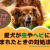 アウトドアで注意！愛犬が虫やヘビに噛まれたときの対処法は？【動物看護師が解説】