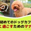 愛犬と初めてのドッグカフェ！楽しく過ごすためのマナーは？【動物看護師が解説】