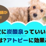 トリミングサロンの犬の炭酸泉ってなに？利用頻度や効果について【動物看護師が解説】