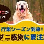 秋の行楽シーズン到来！愛犬のマダニ感染に要注意！【動物看護師が解説】