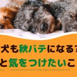 犬も秋バテになる！？症状と気をつけたいことは？【動物看護師が解説】