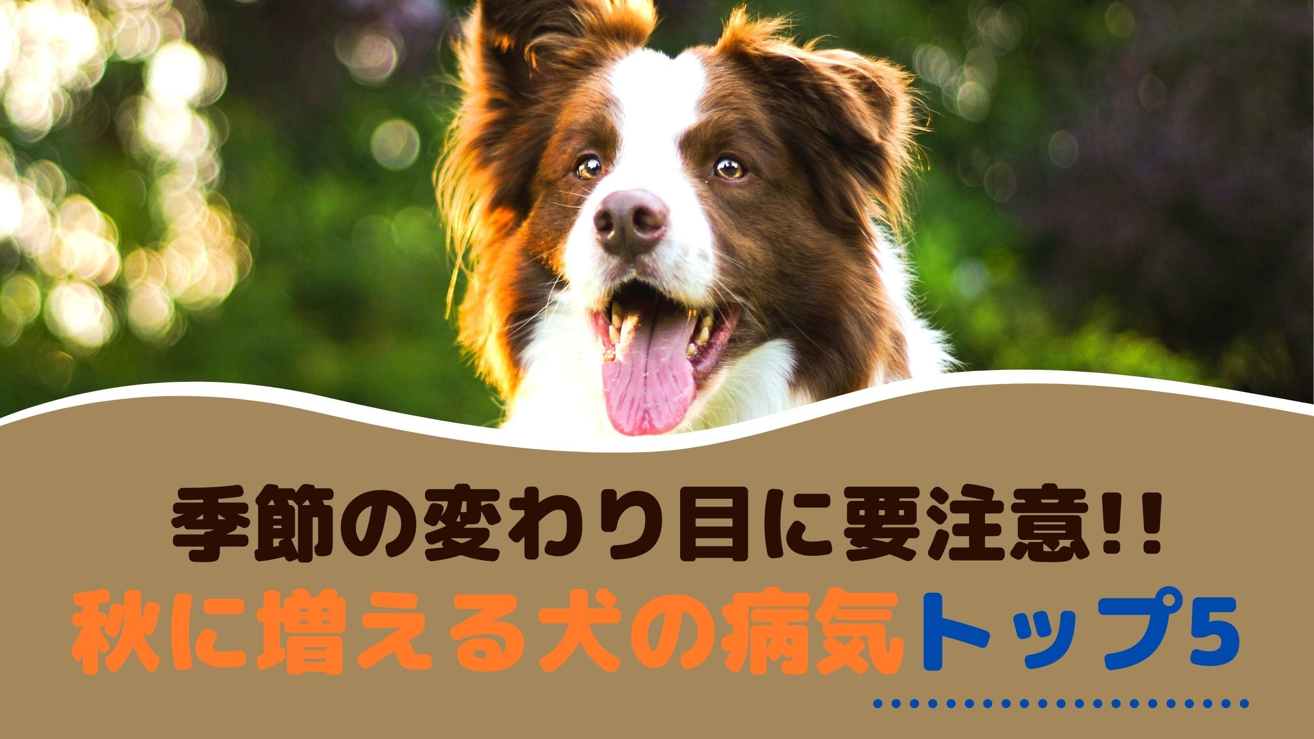 季節の変わり目に要注意 秋に増える犬の病気トップ5 動物看護師が解説 愛犬との旅行ならイヌトミィ 季節の変わり目に要注意 秋に増える犬の病気トップ5 動物看護師が解説 愛犬との旅行ならイヌトミィ