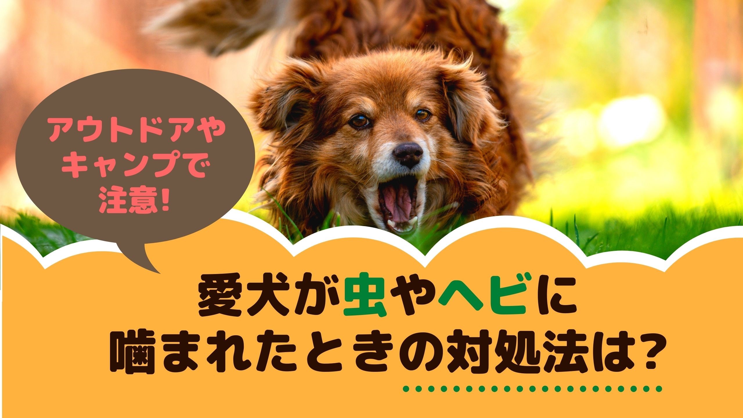 ウツボの咬傷を防ぐにはどうすればよいですか?