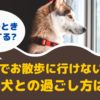 台風や大雨でお散歩に行けないとき愛犬との過ごし方は？【動物看護師が解説】