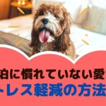 外泊に慣れていないわんちゃんのストレス軽減の方法は?【動物看護師が解説】