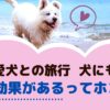 愛犬との家族旅行！わんちゃんにとって良い効果があるってホント？【動物看護師が解説】