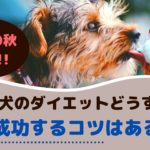 食欲の秋！愛犬のダイエットどうすればいいの？成功するコツは？【動物看護師が解説】