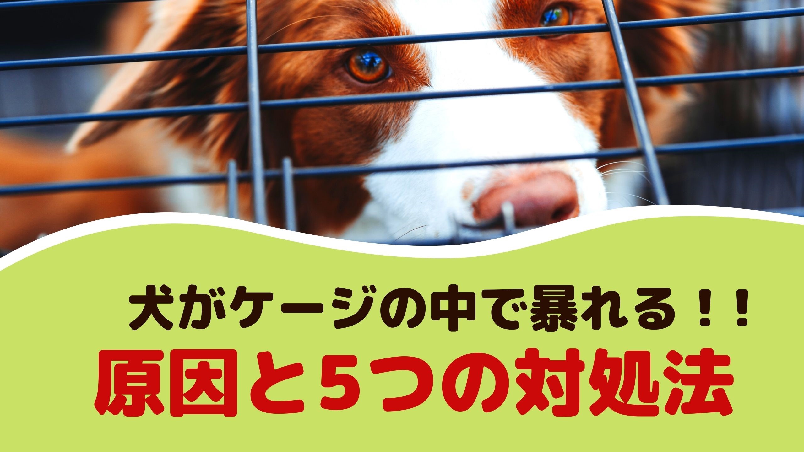 犬がケージの中で暴れる！原因と5つの対処法【動物看護師が解説】 愛犬との旅行ならイヌトミィ