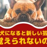 老犬（シニア犬）になると新しい芸は覚えられないの？【動物看護師が解説】