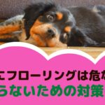 愛犬にフローリングは危ない？！滑らないための対策は？【動物看護師が解説】