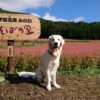 一面に広がるルビー色の世界へようこそ！赤そばの里＜長野県箕輪町＞