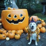 ハロウィンは「萌木の村」で♪愛犬と仮装を楽しもう！＜山梨県北杜市＞