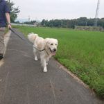 運動と排泄のためだけじゃない！愛犬のお散歩の真の目的とは？