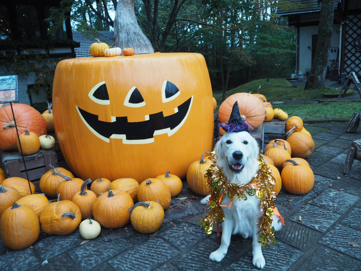 ハロウィンは 萌木の村 で 愛犬と仮装を楽しもう 山梨県北杜市 愛犬との旅行ならイヌトミィ