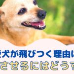 愛犬が飛びつく理由は？止めさせるにはどうすればいいの？【動物看護師が解説】