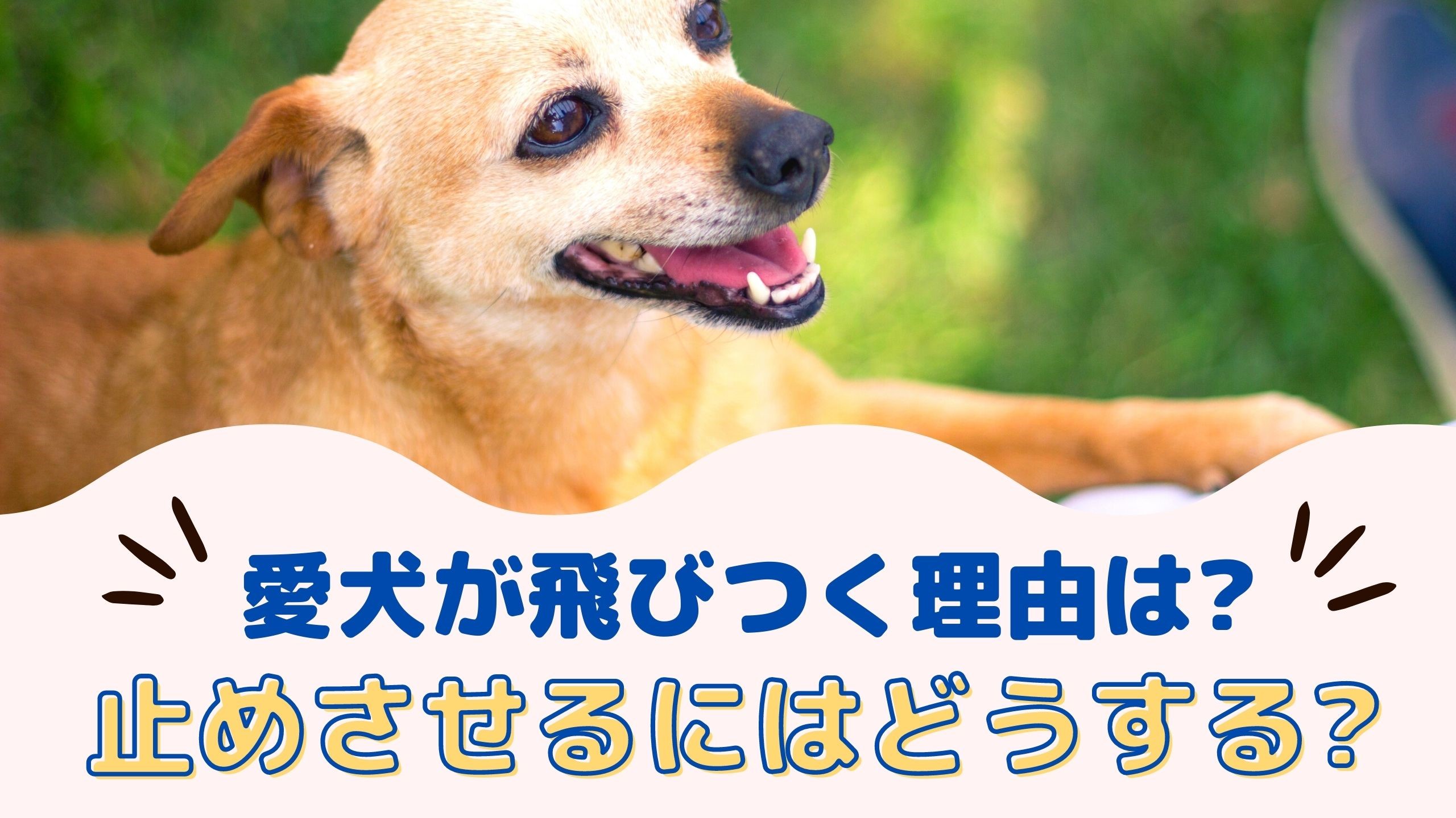 愛犬が飛びつく理由は 止めさせるにはどうすればいいの 動物看護師が解説 愛犬との旅行ならイヌトミィ